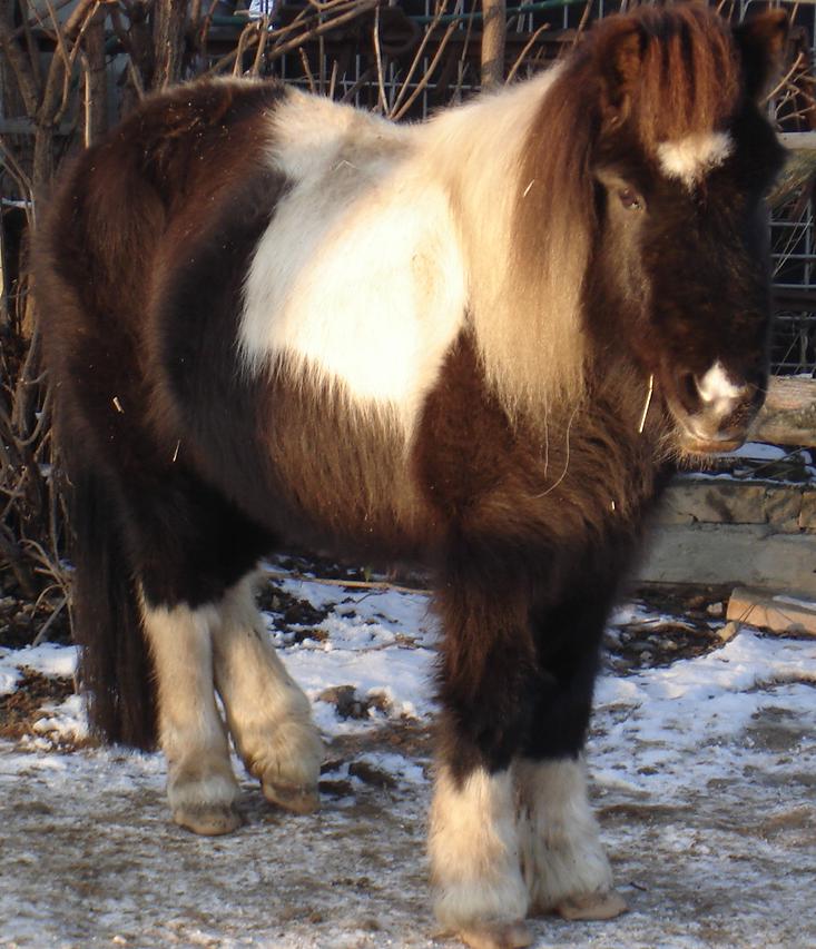 schneepony1.JPG