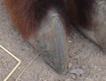 klauen bearbeitet1