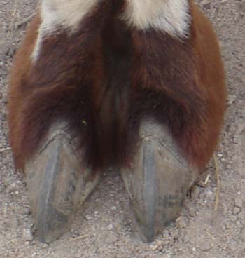 klauen bearbeitet2