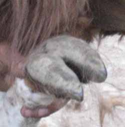 Hufpflege bei Lamas. Hier wird ein Huf gezeigt.