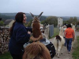 Lamas sind keine Reittiere