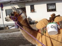 Lamas sind keine Reittiere